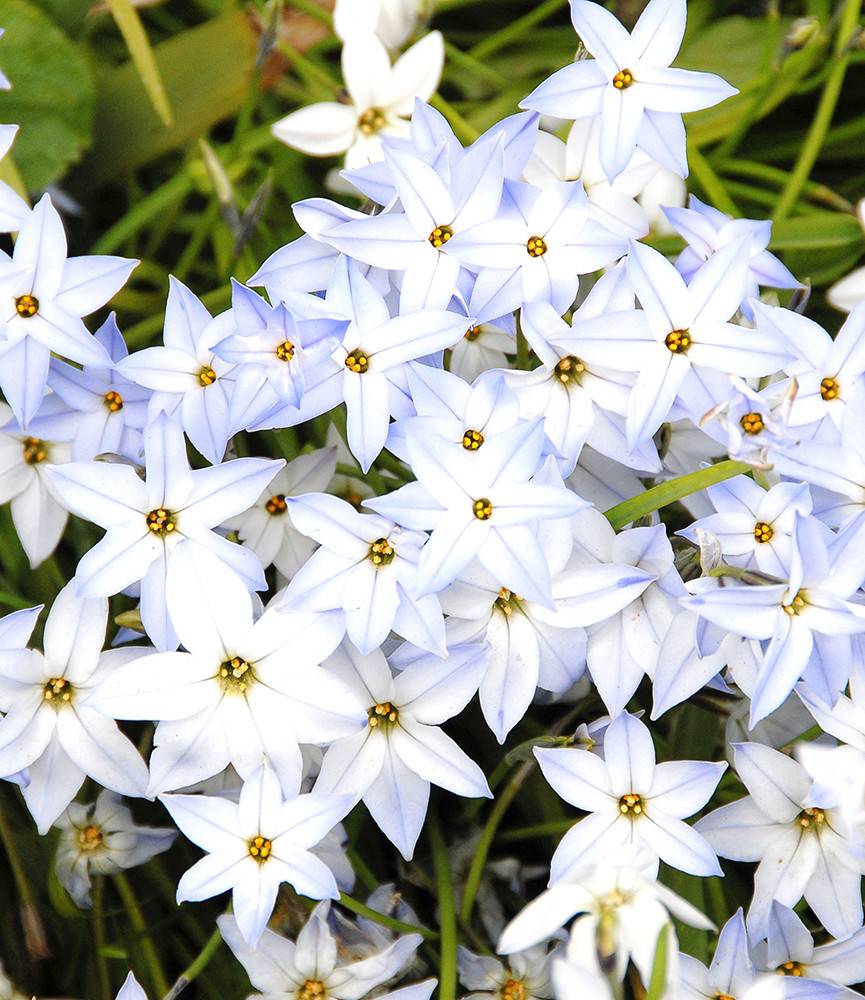 Ipheion uniflorum