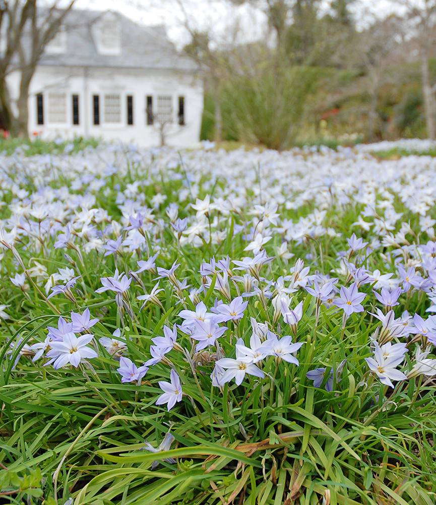 Ipheion uniflorum