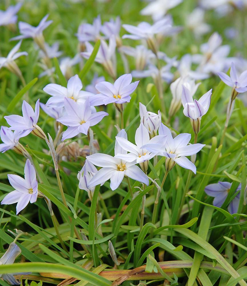 Ipheion uniflorum