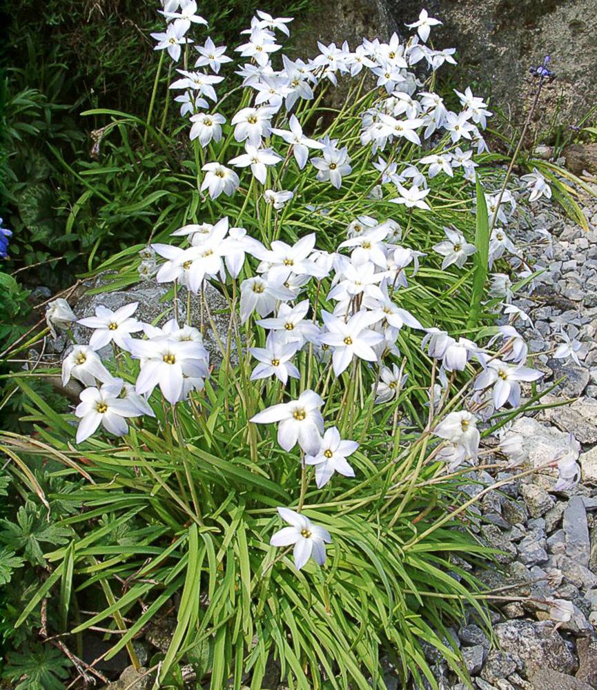 Ipheion uniflorum