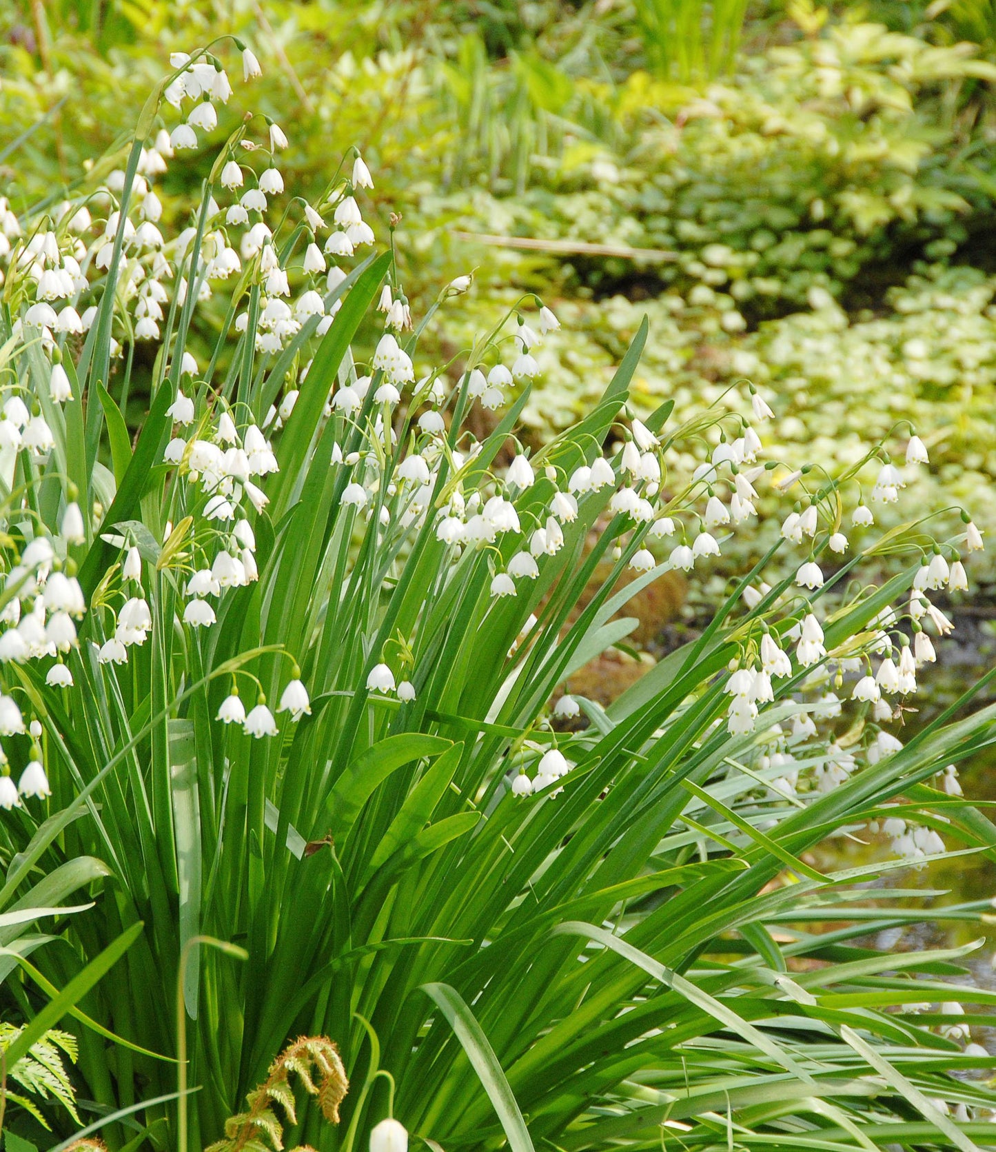 Leucojum aestivum Gravetye Giant