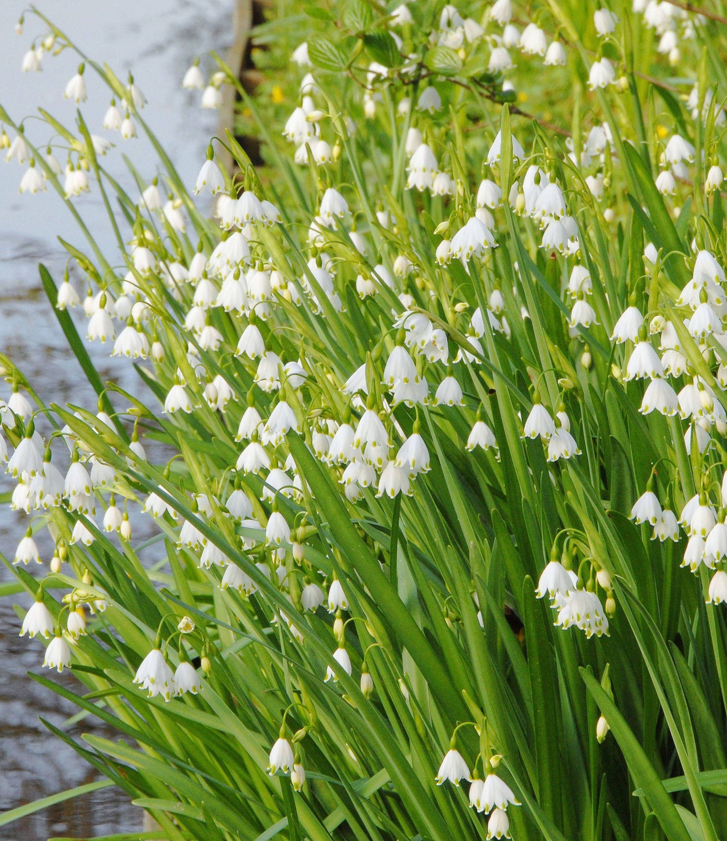 Leucojum aestivum Gravetye Giant