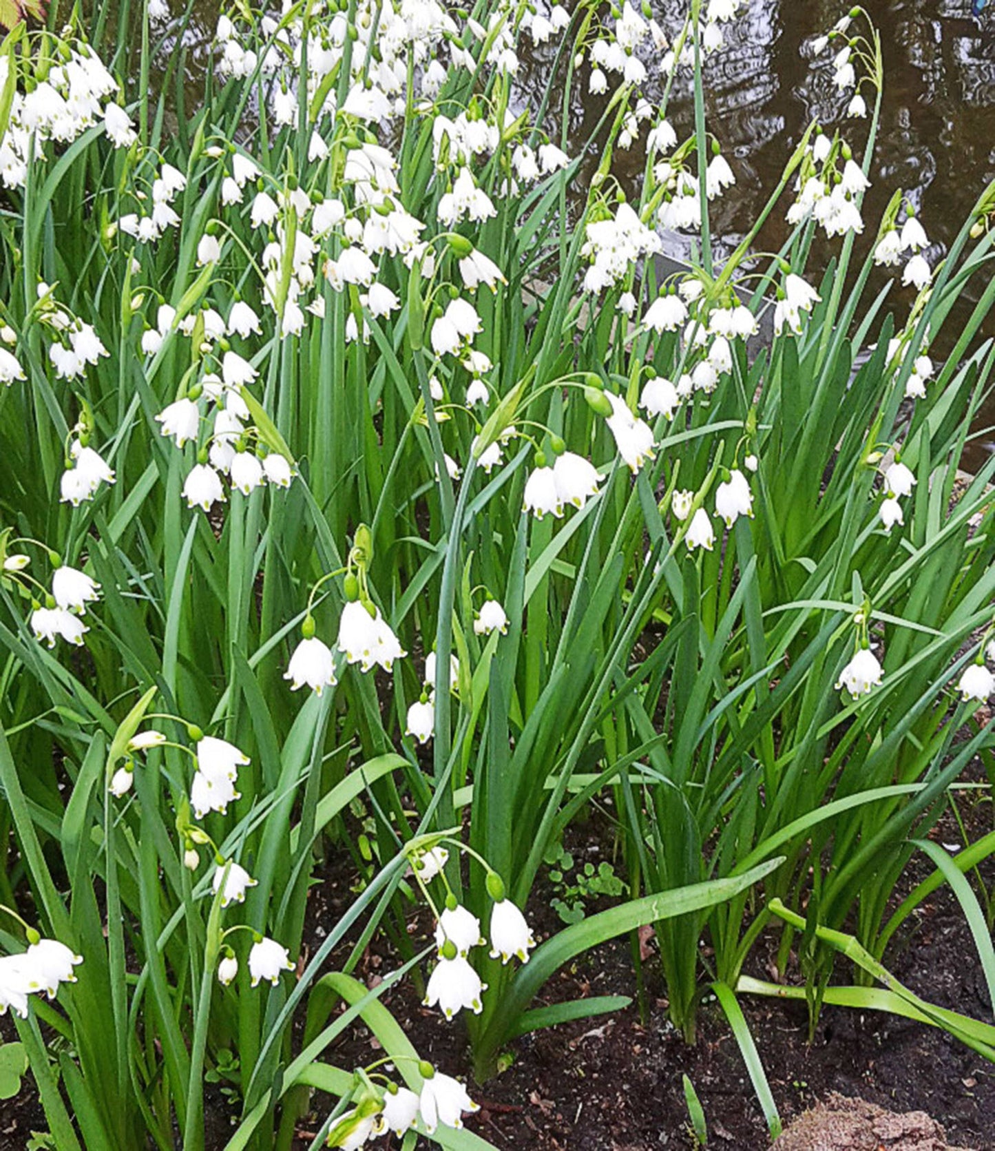 Leucojum aestivum Gravetye Giant