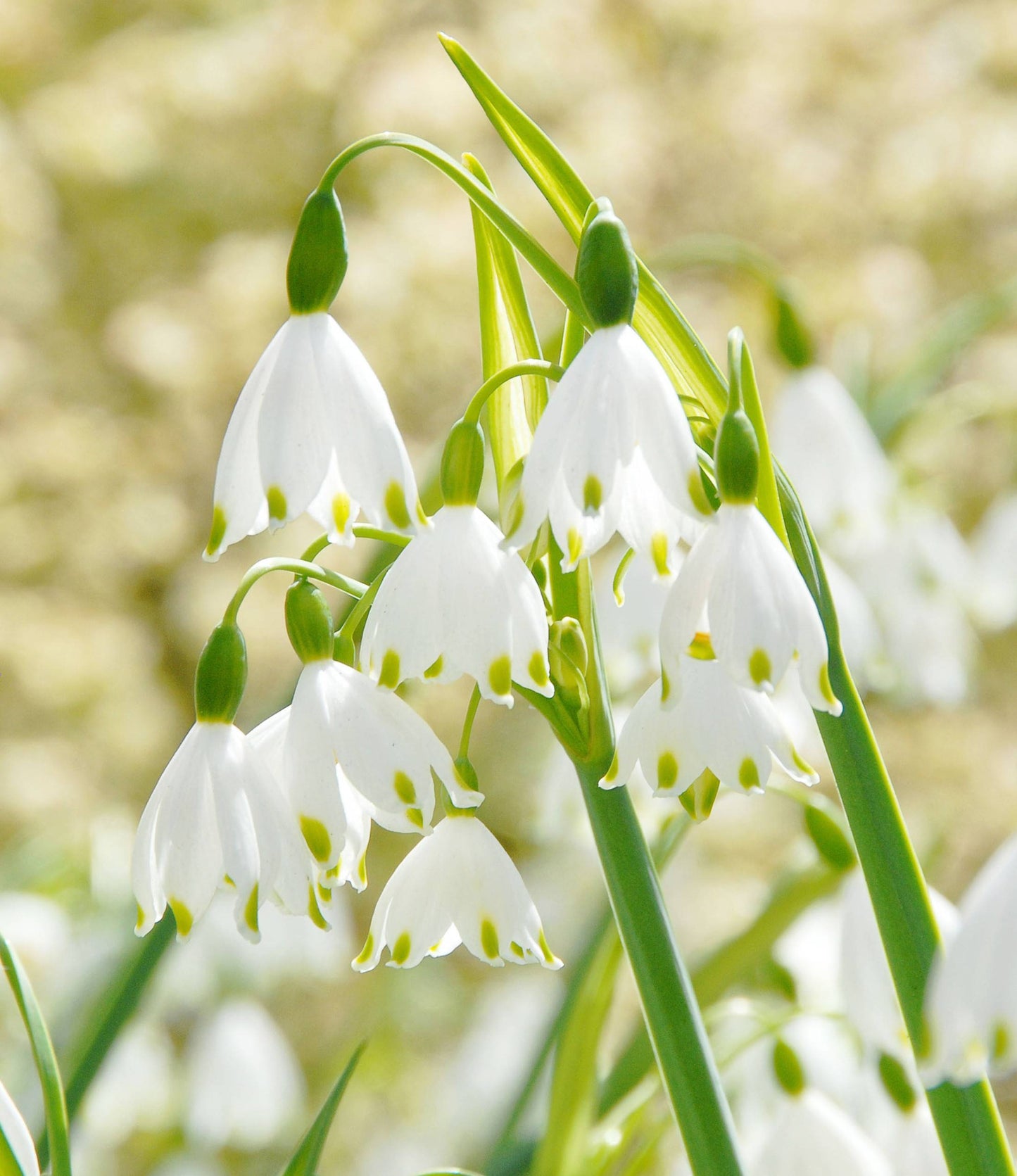 Leucojum aestivum Gravetye Giant