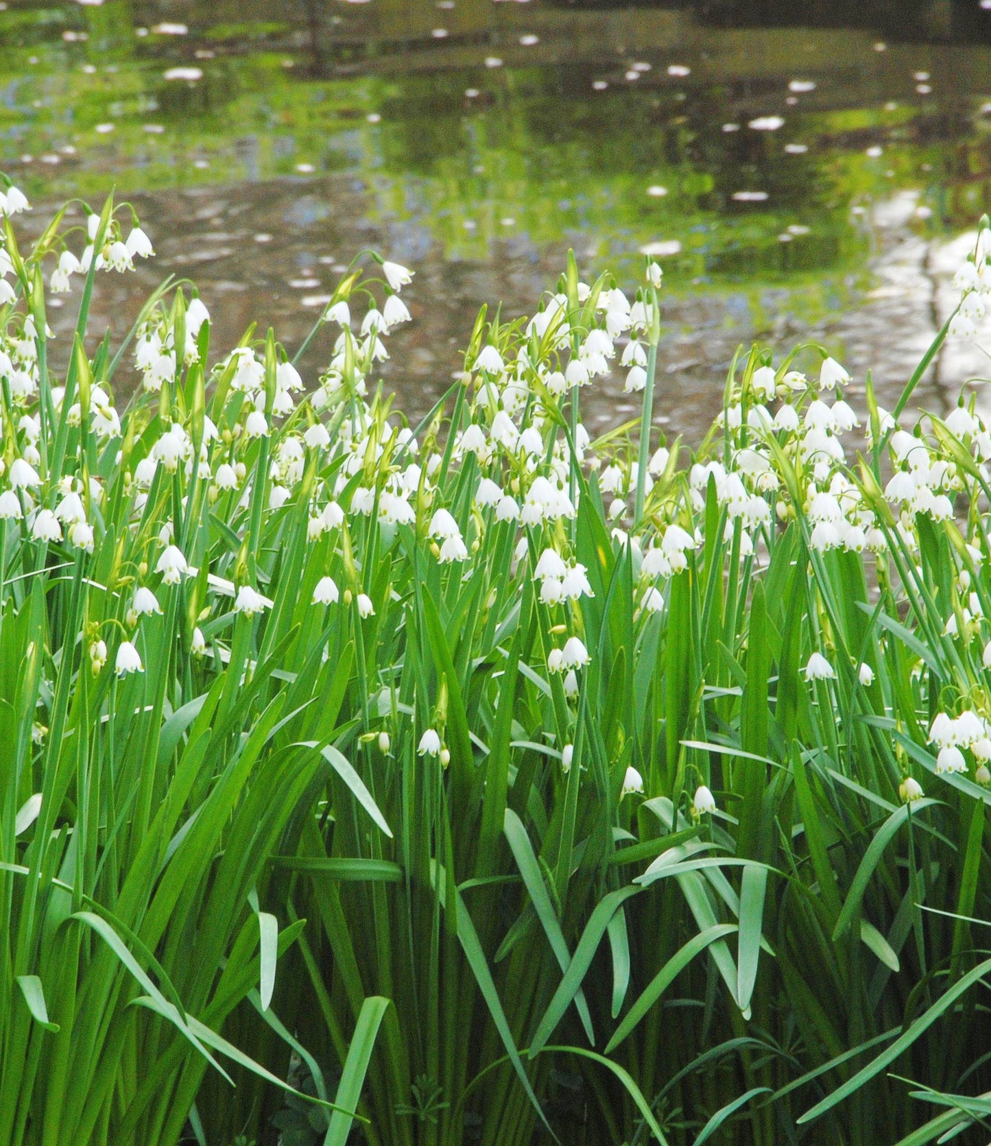 Leucojum aestivum Gravetye Giant