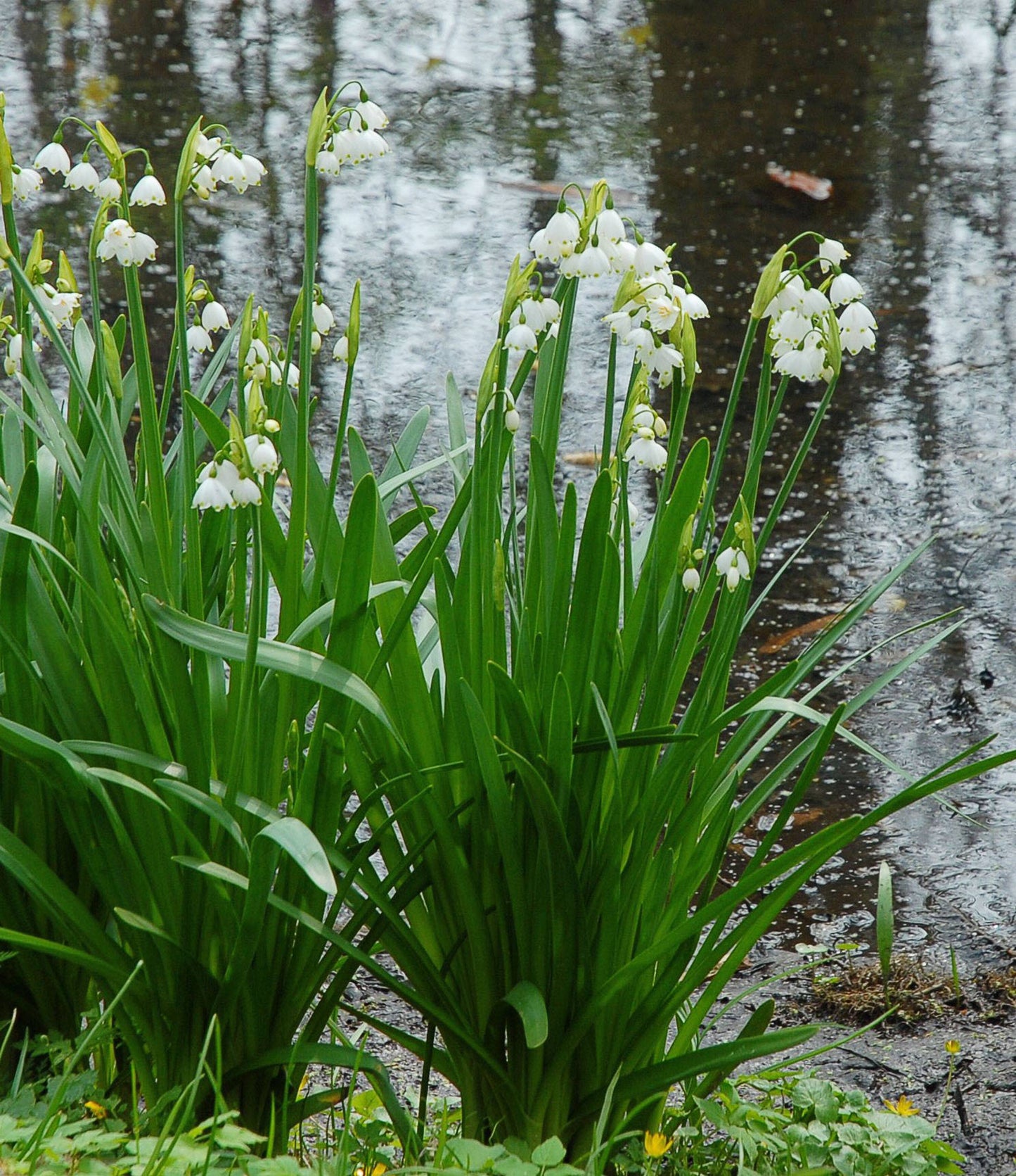 Leucojum aestivum Gravetye Giant