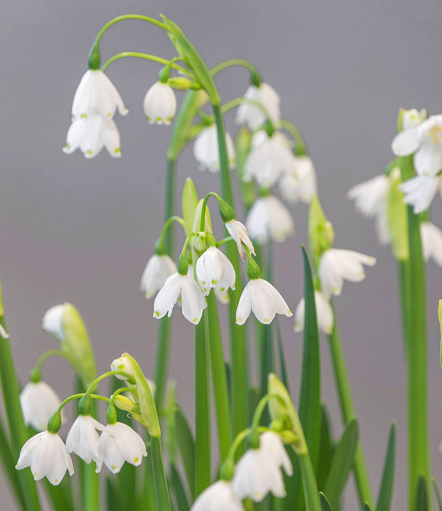 Leucojum aestivum Gravetye Giant