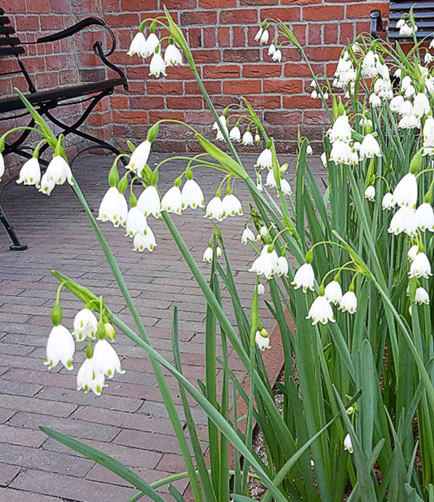 Leucojum aestivum Gravetye Giant