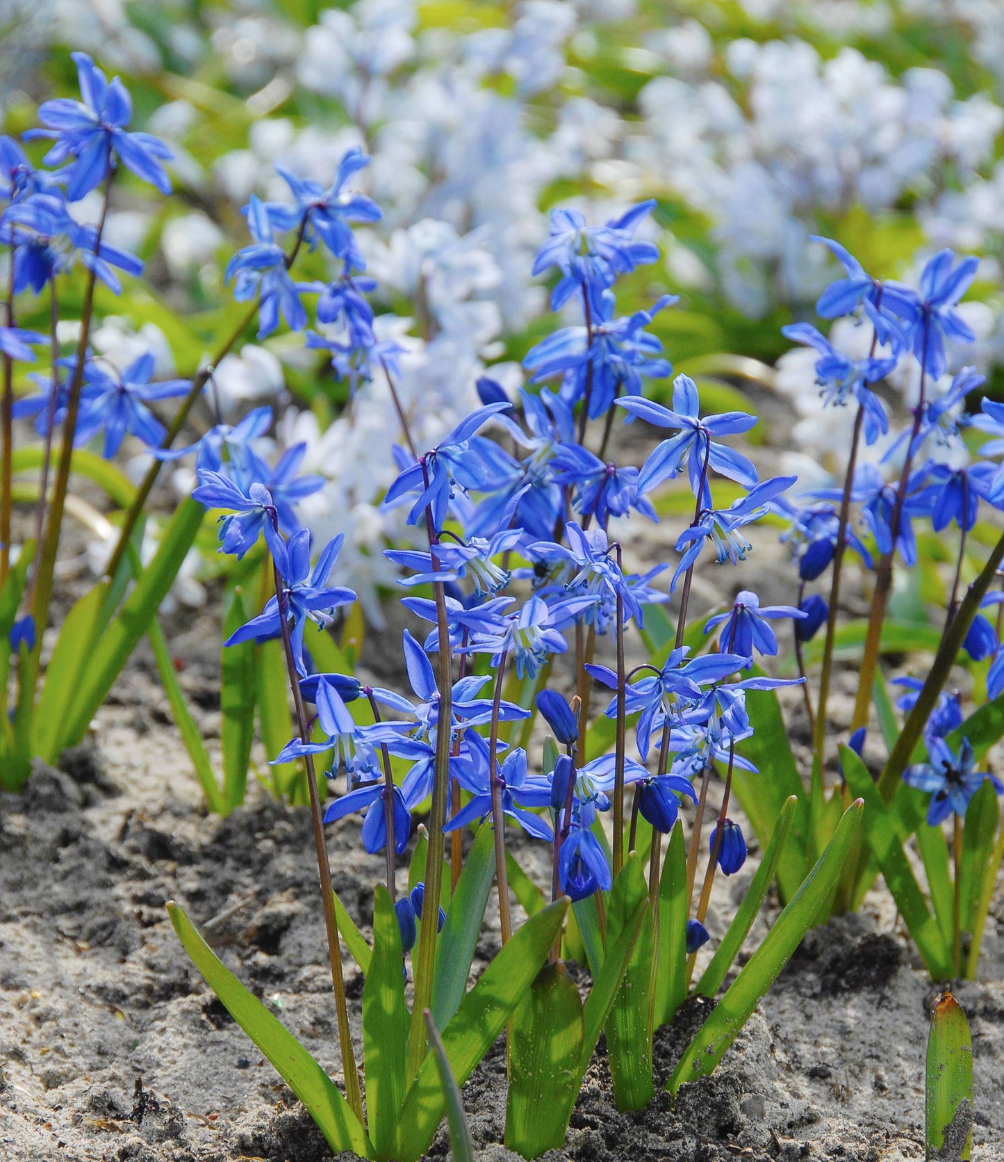 Scilla siberica