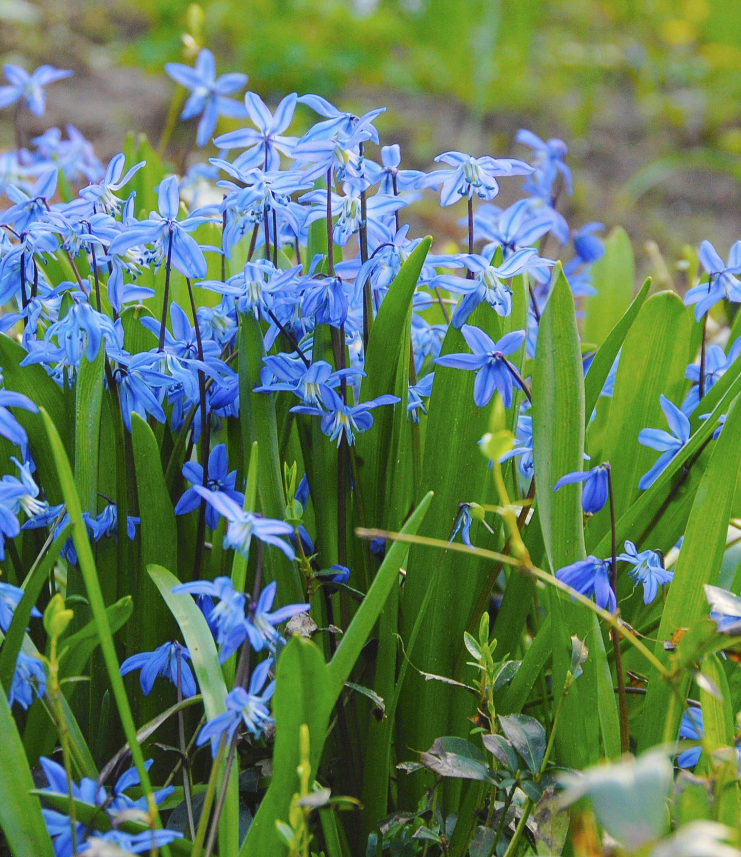 Scilla siberica