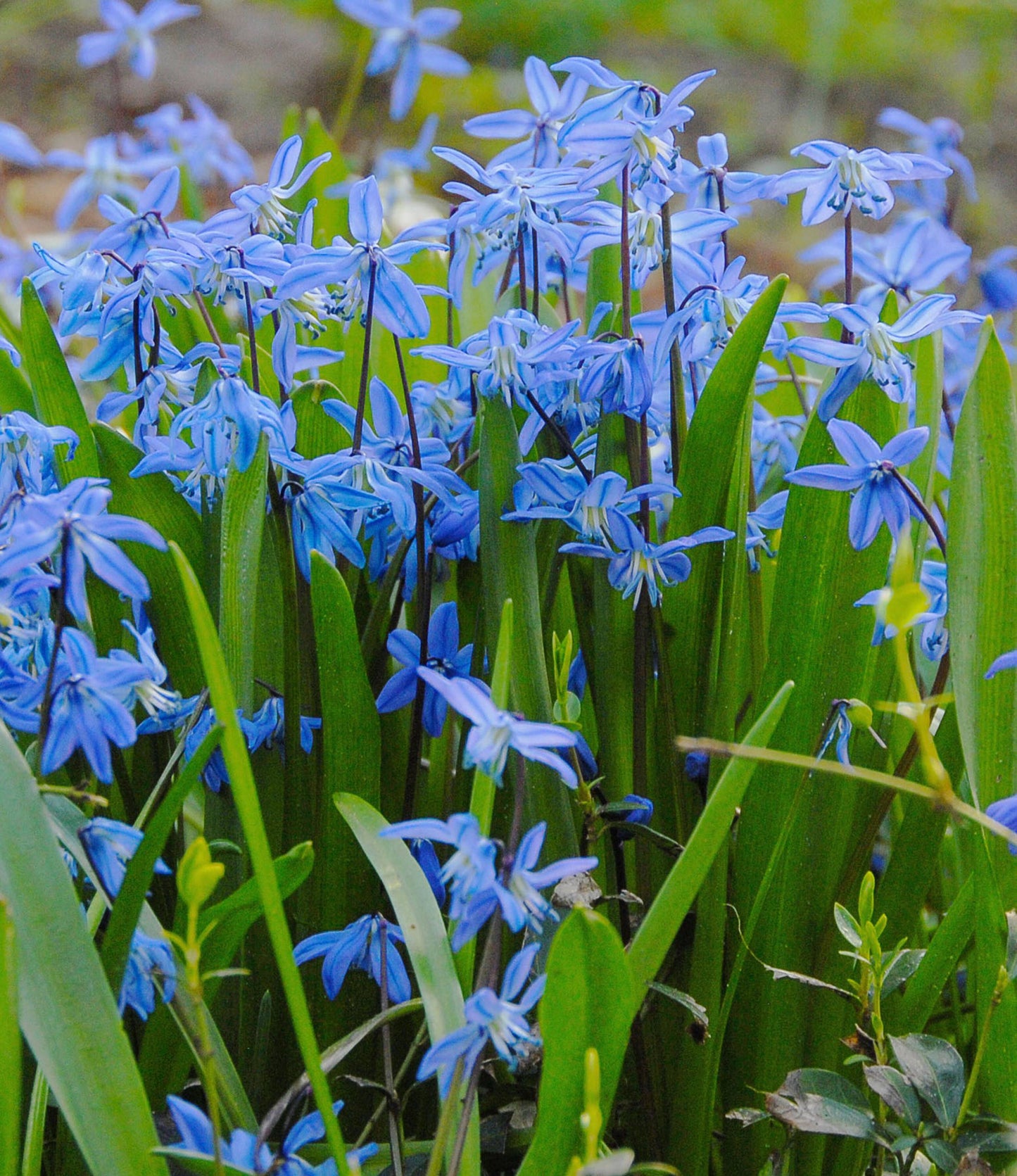 Scilla siberica