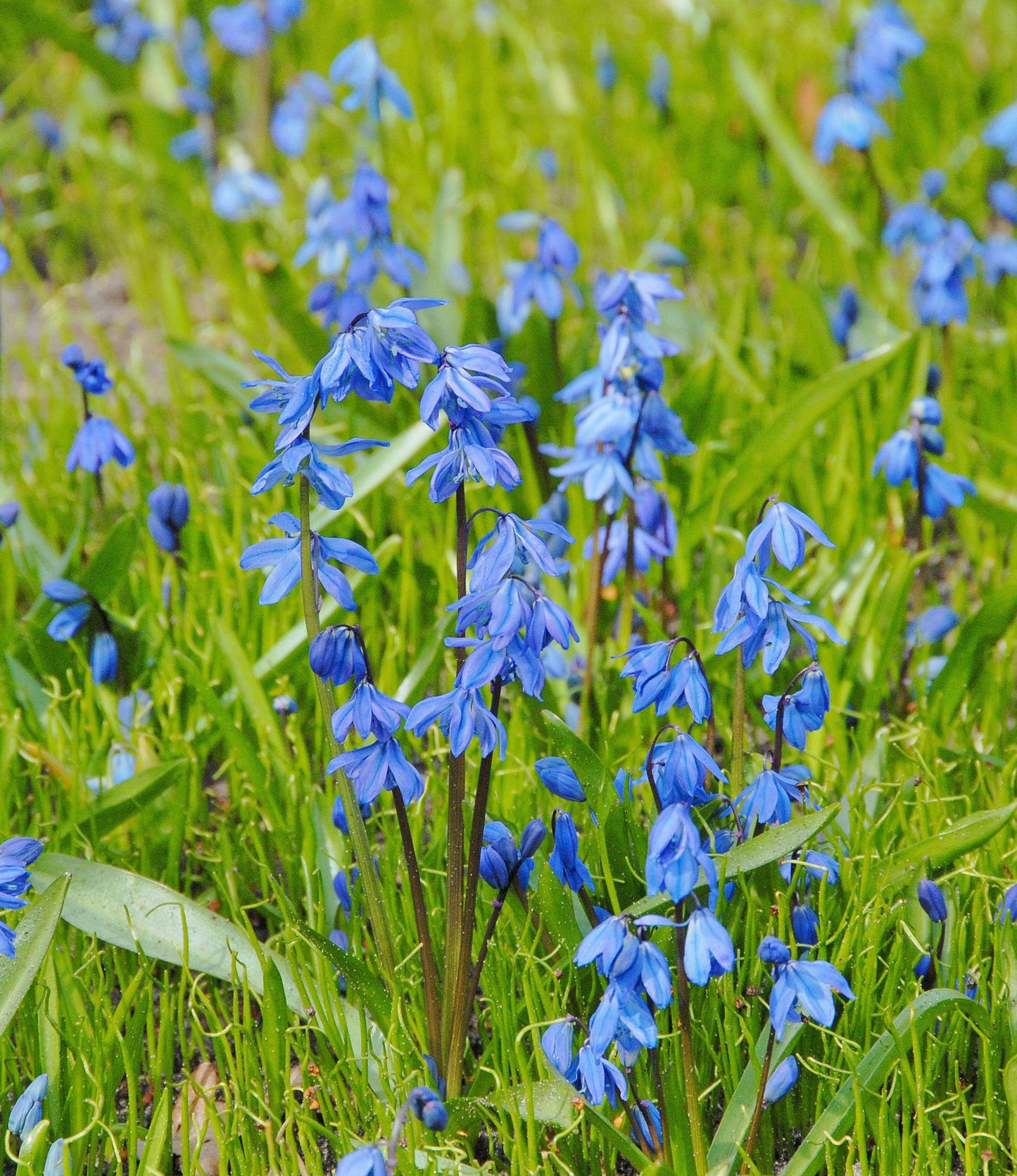 Scilla siberica