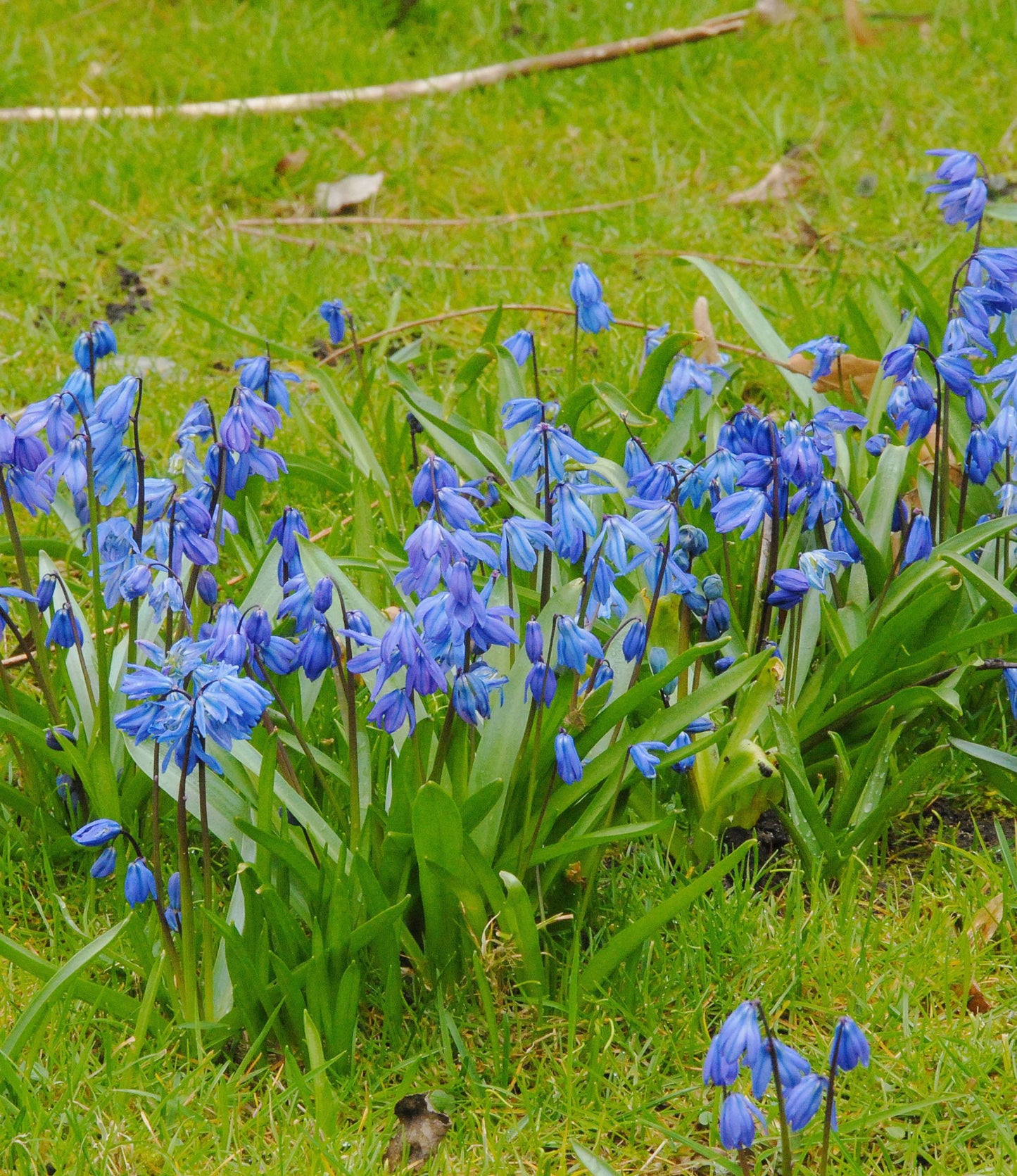 Scilla siberica