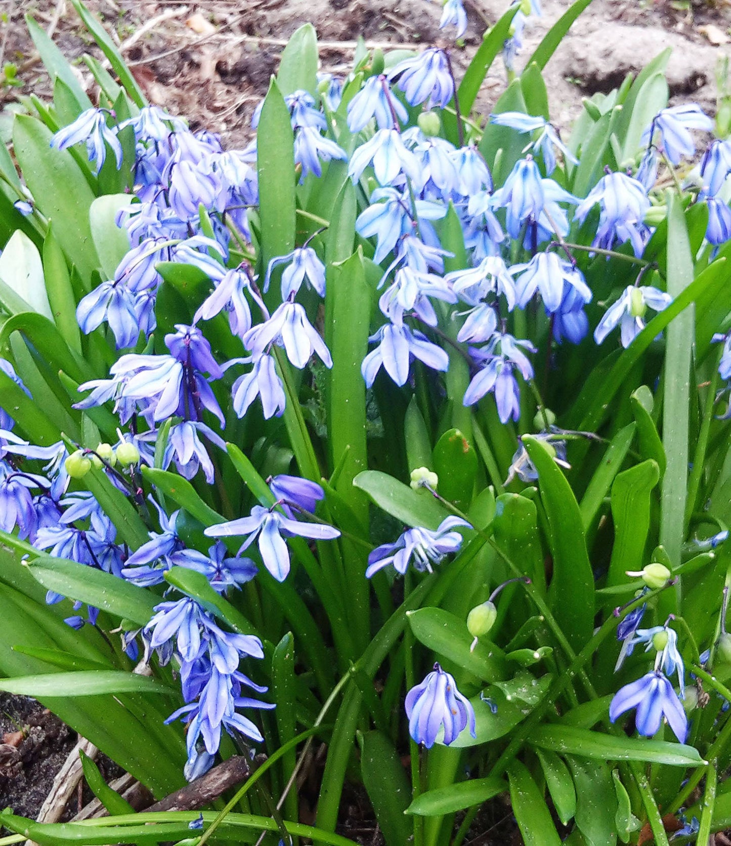 Scilla siberica