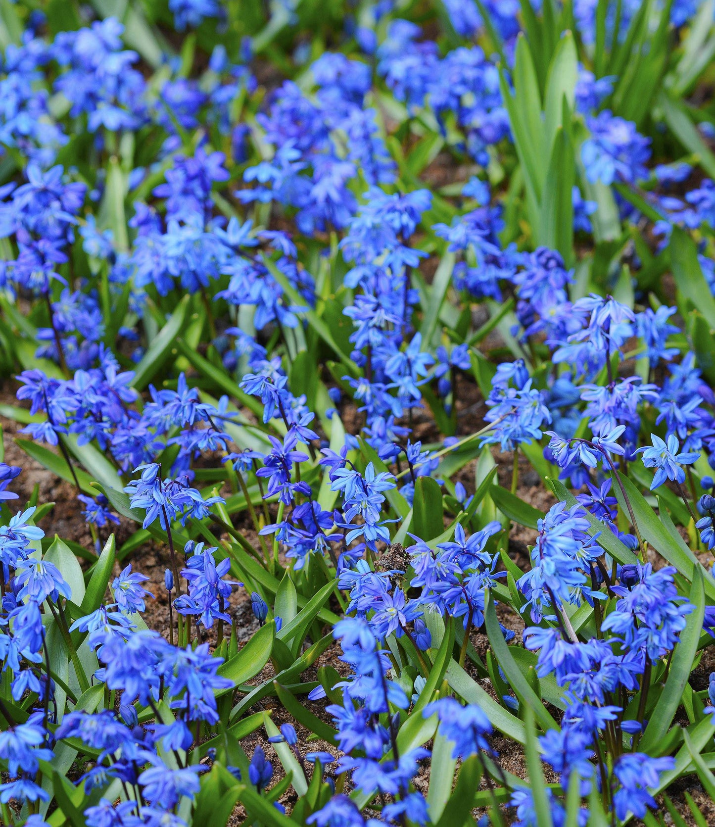 Scilla siberica