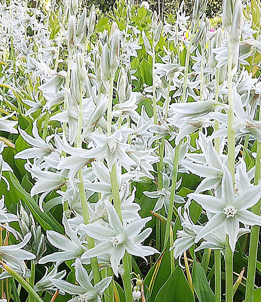 Ornithogalum nutans