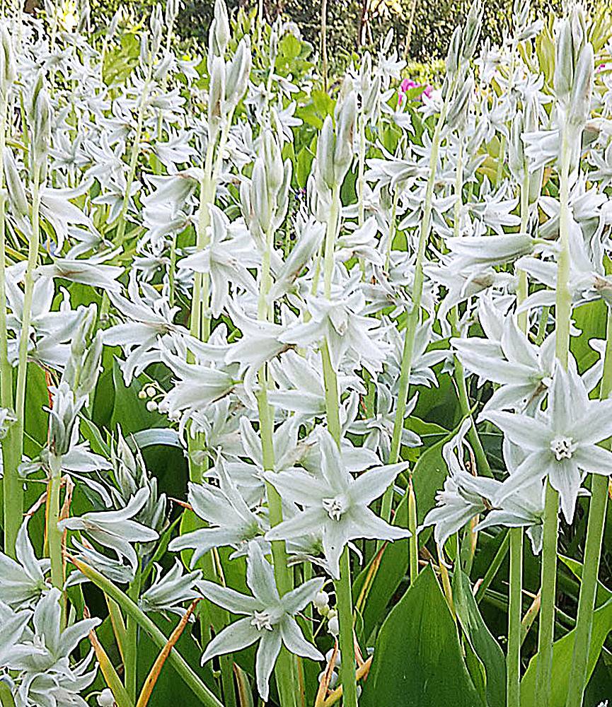 Ornithogalum nutans