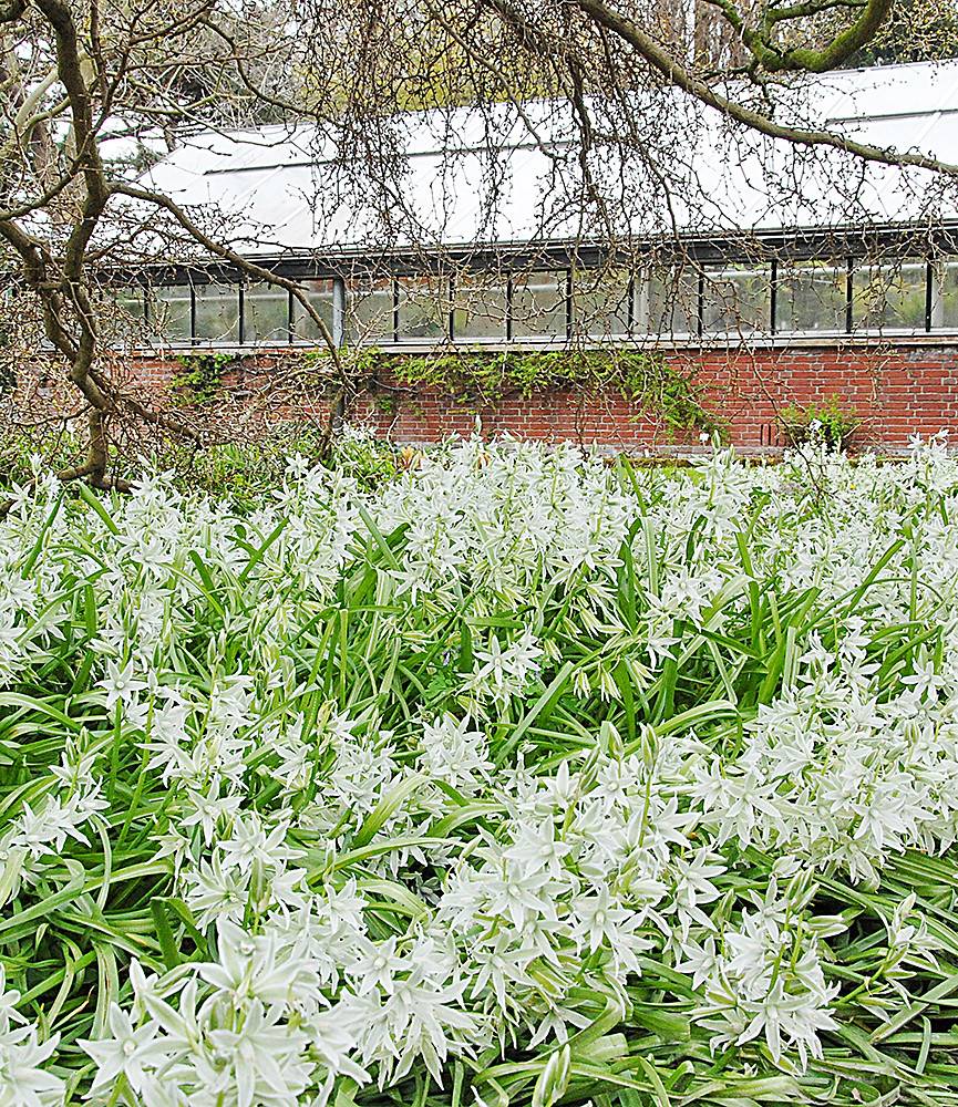 Ornithogalum nutans