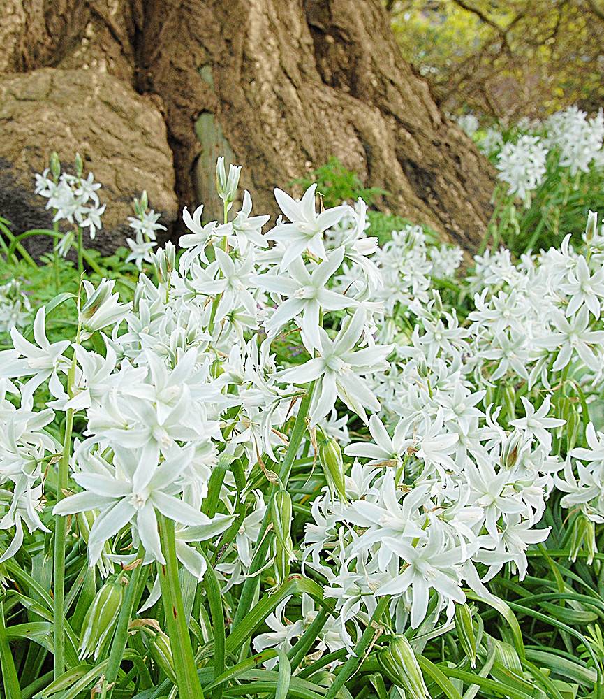 Ornithogalum nutans