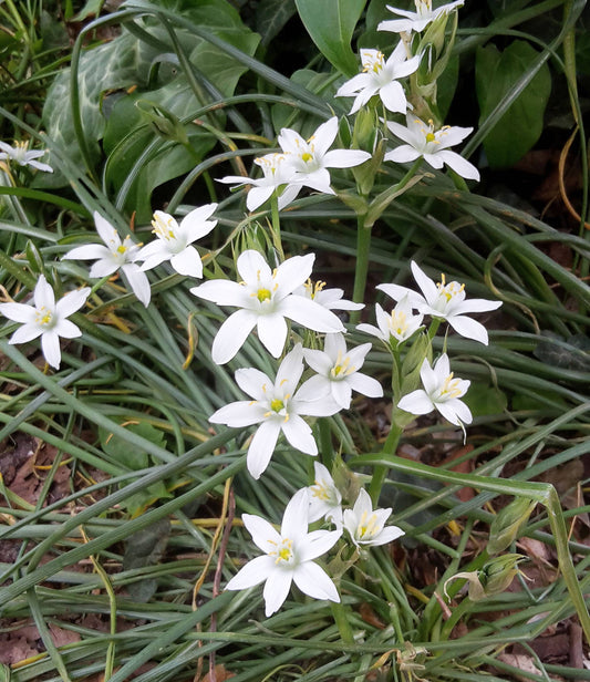 Ornithogalum umbellatum