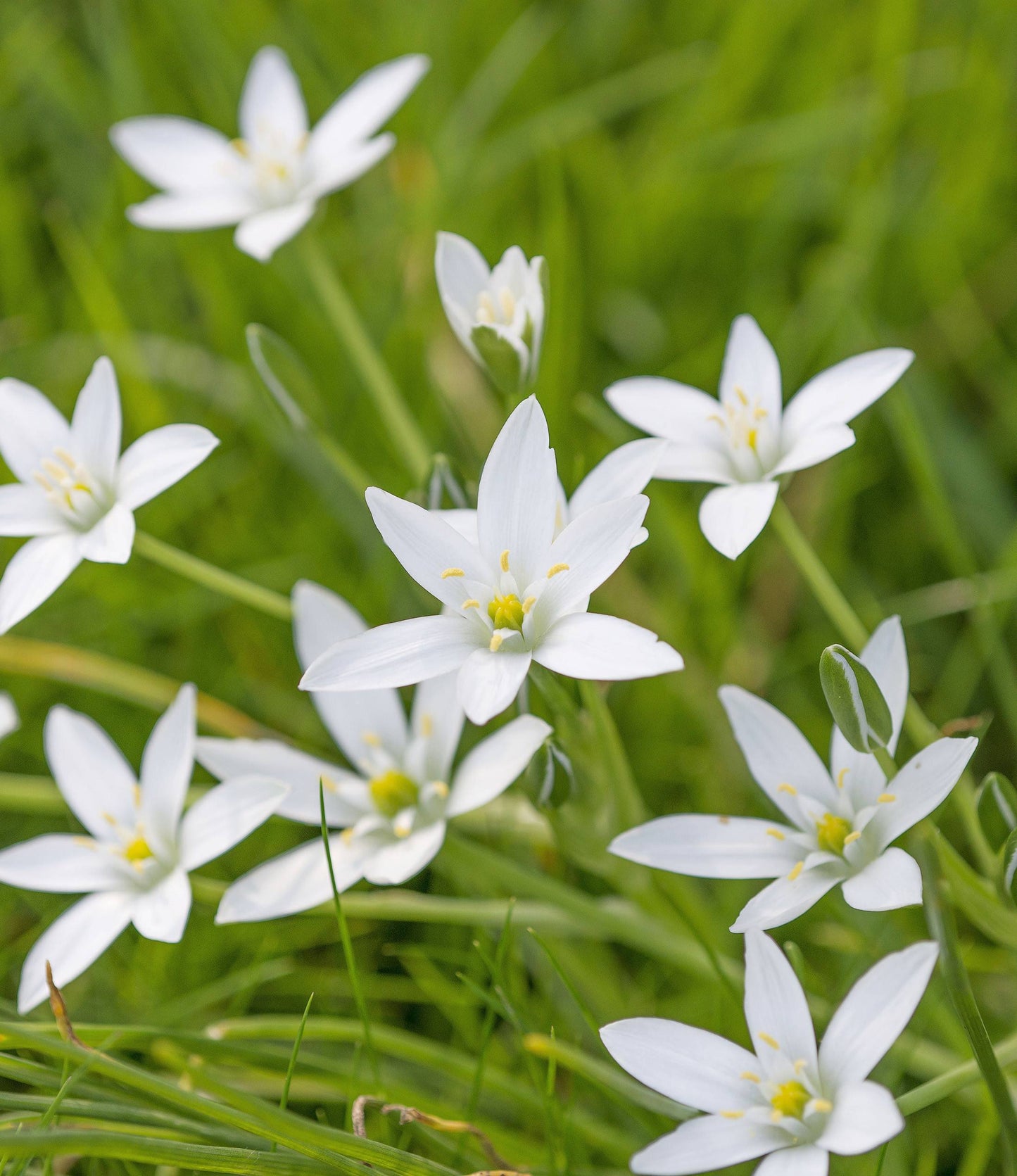 Ornithogalum umbellatum