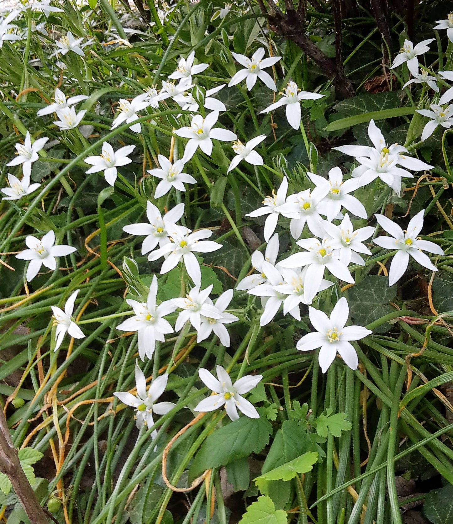 Ornithogalum umbellatum