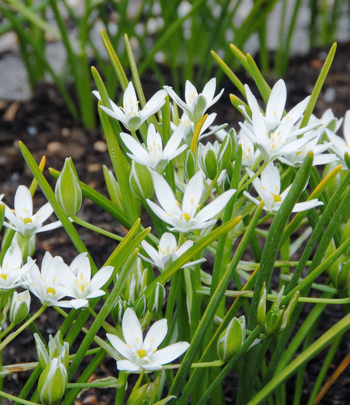 Ornithogalum umbellatum