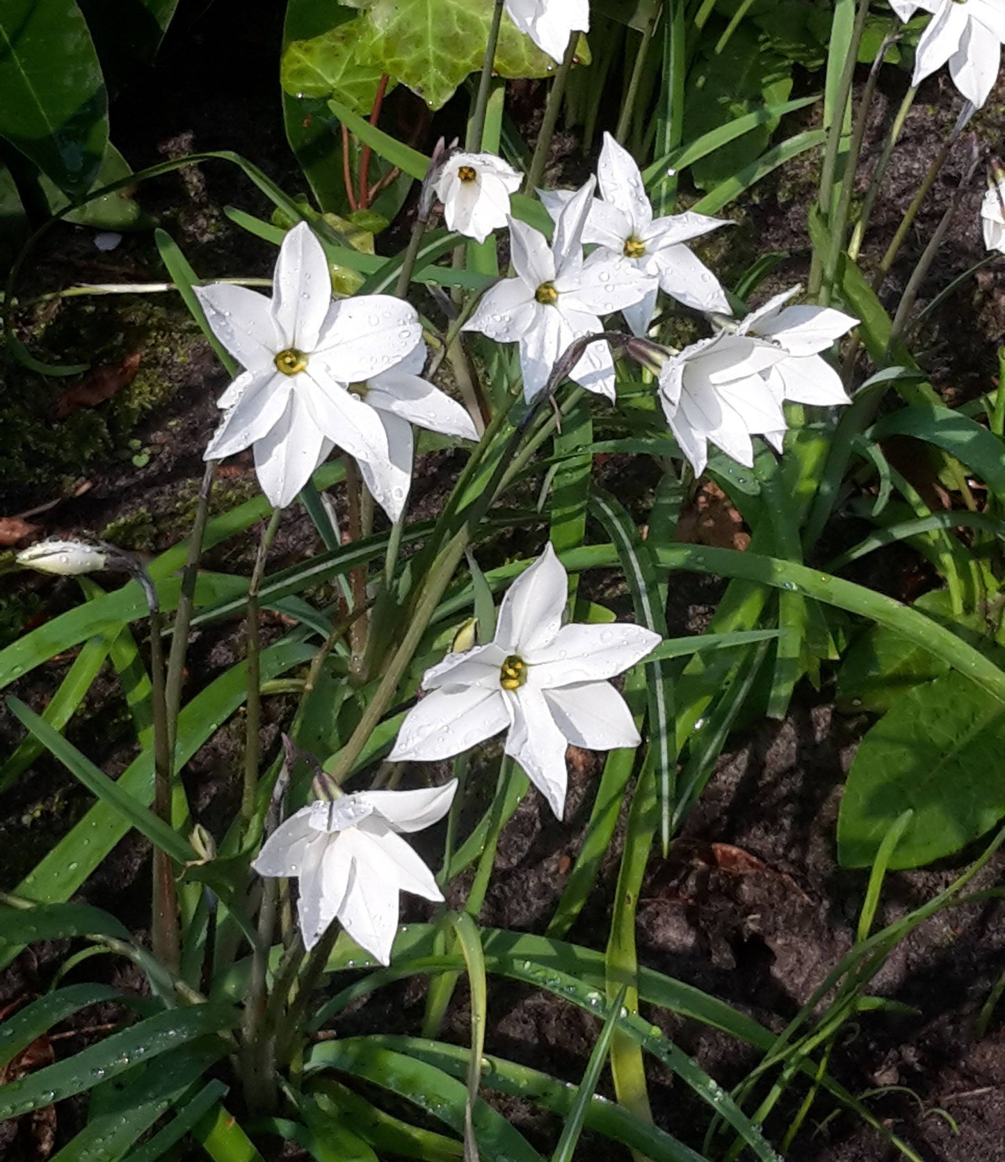 Triteleia laxa Queen Fabiola