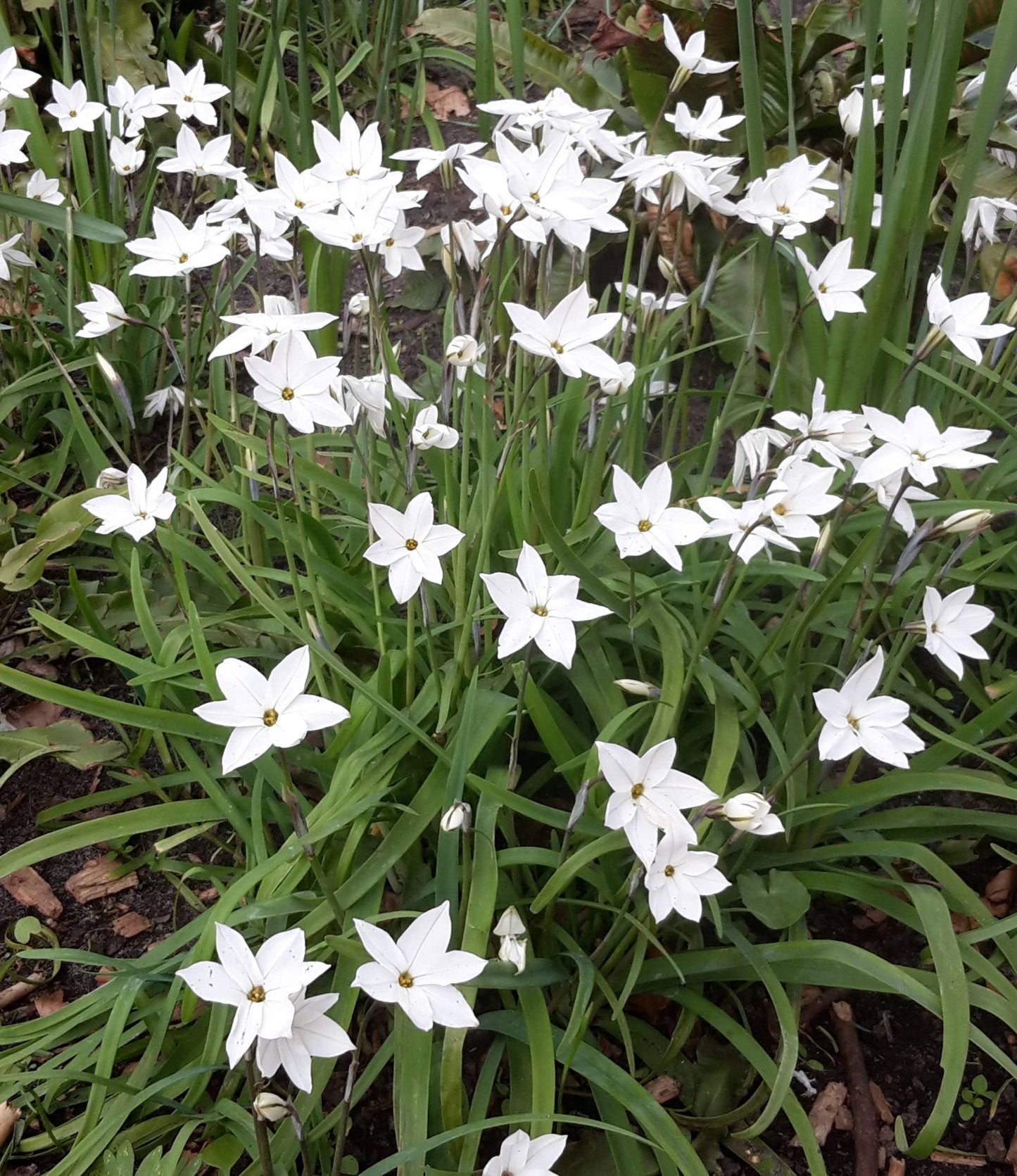 Triteleia laxa Queen Fabiola