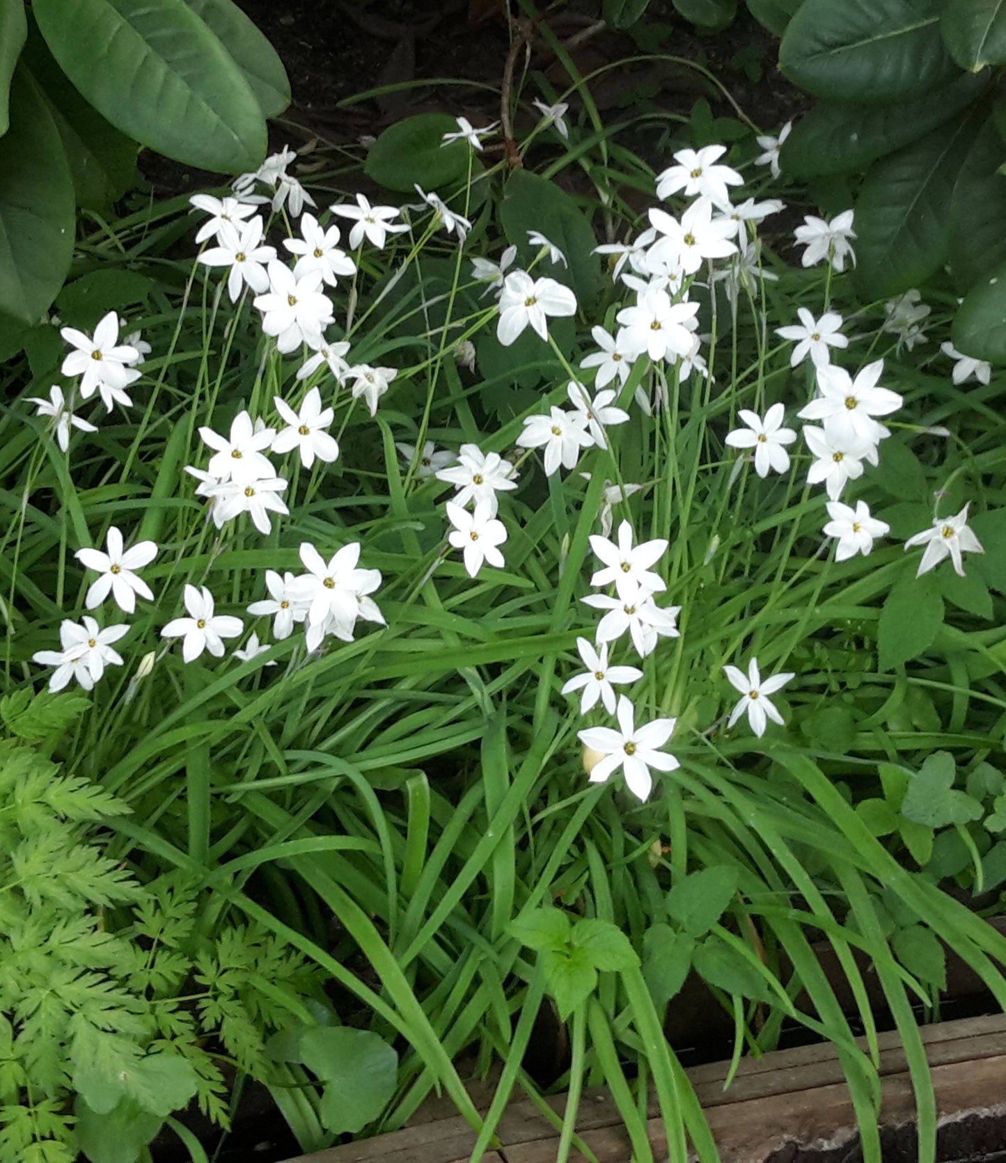 Triteleia laxa Queen Fabiola