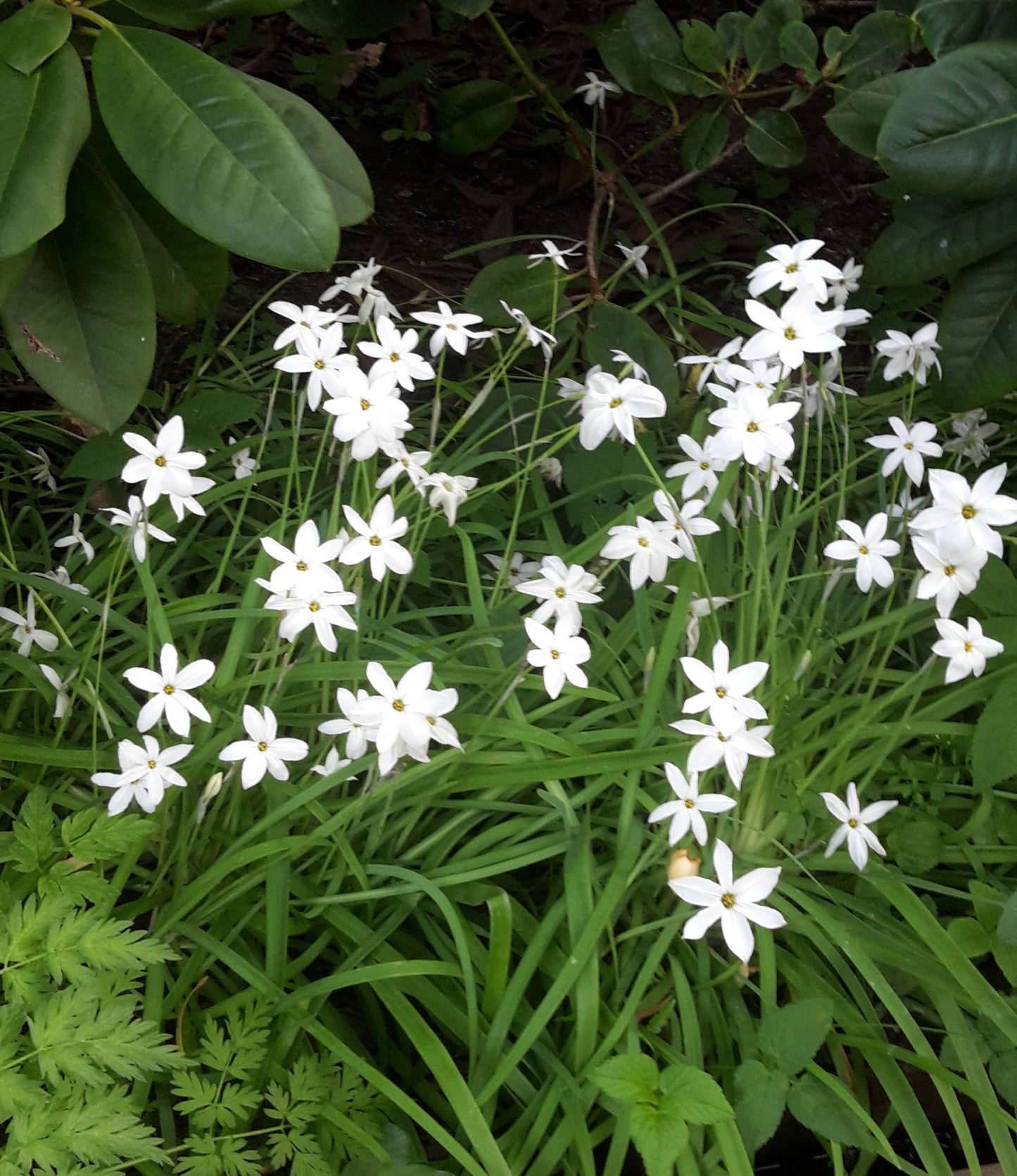 Triteleia laxa Queen Fabiola