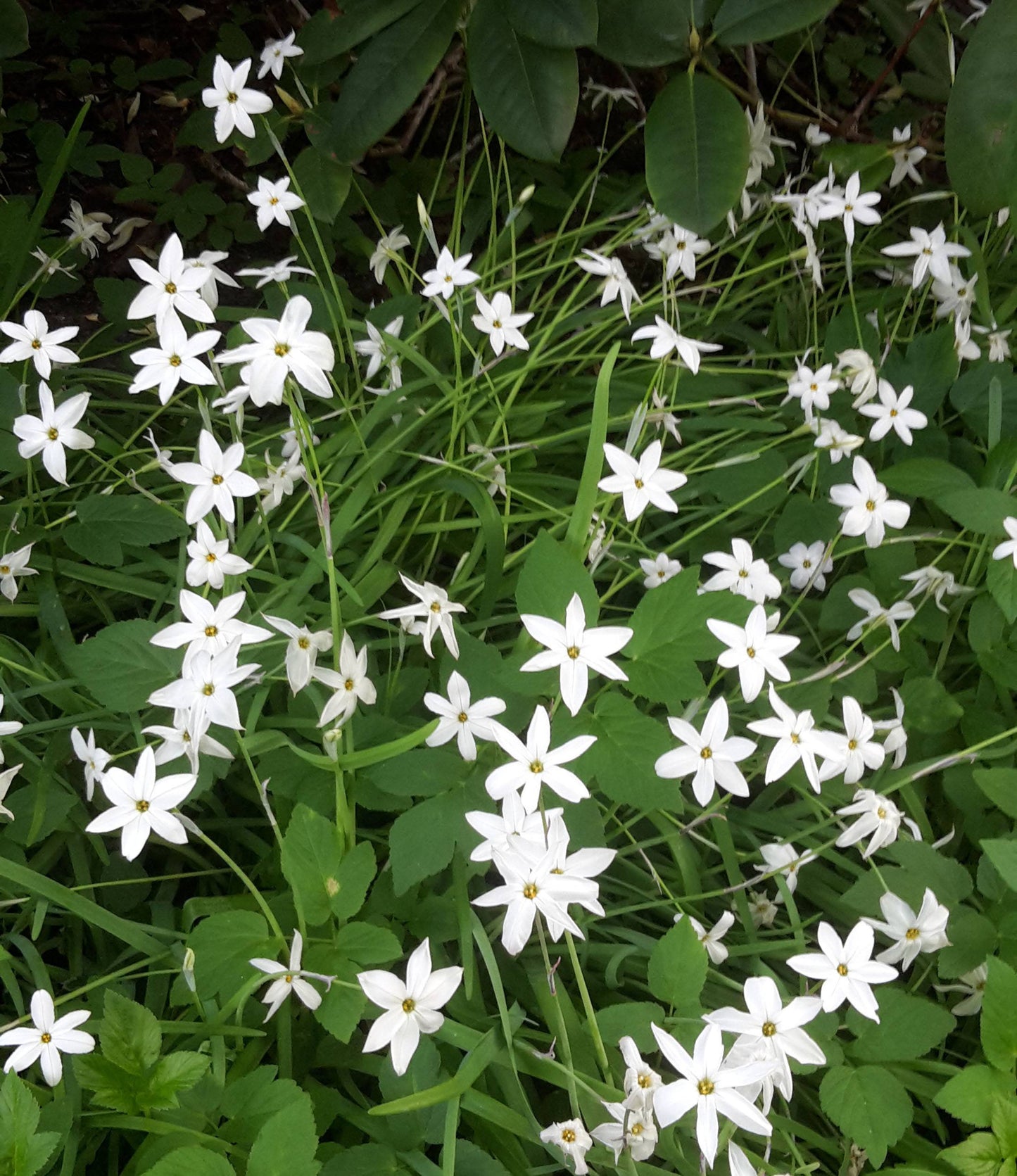 Triteleia laxa Queen Fabiola