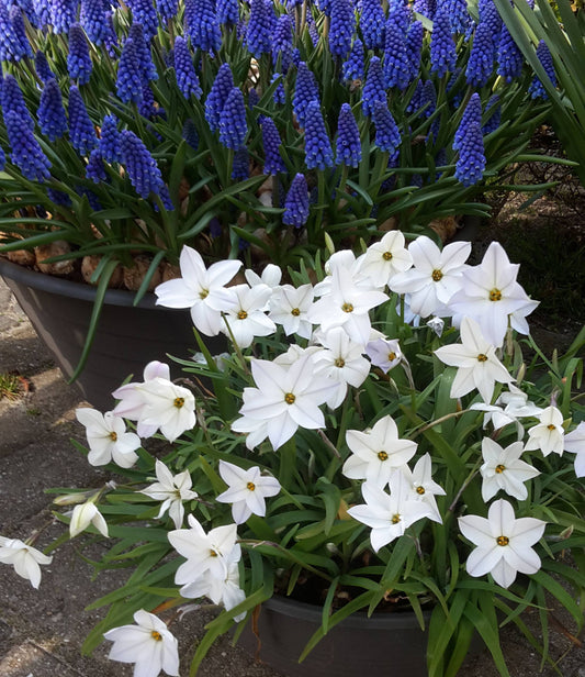 Triteleia laxa Queen Fabiola