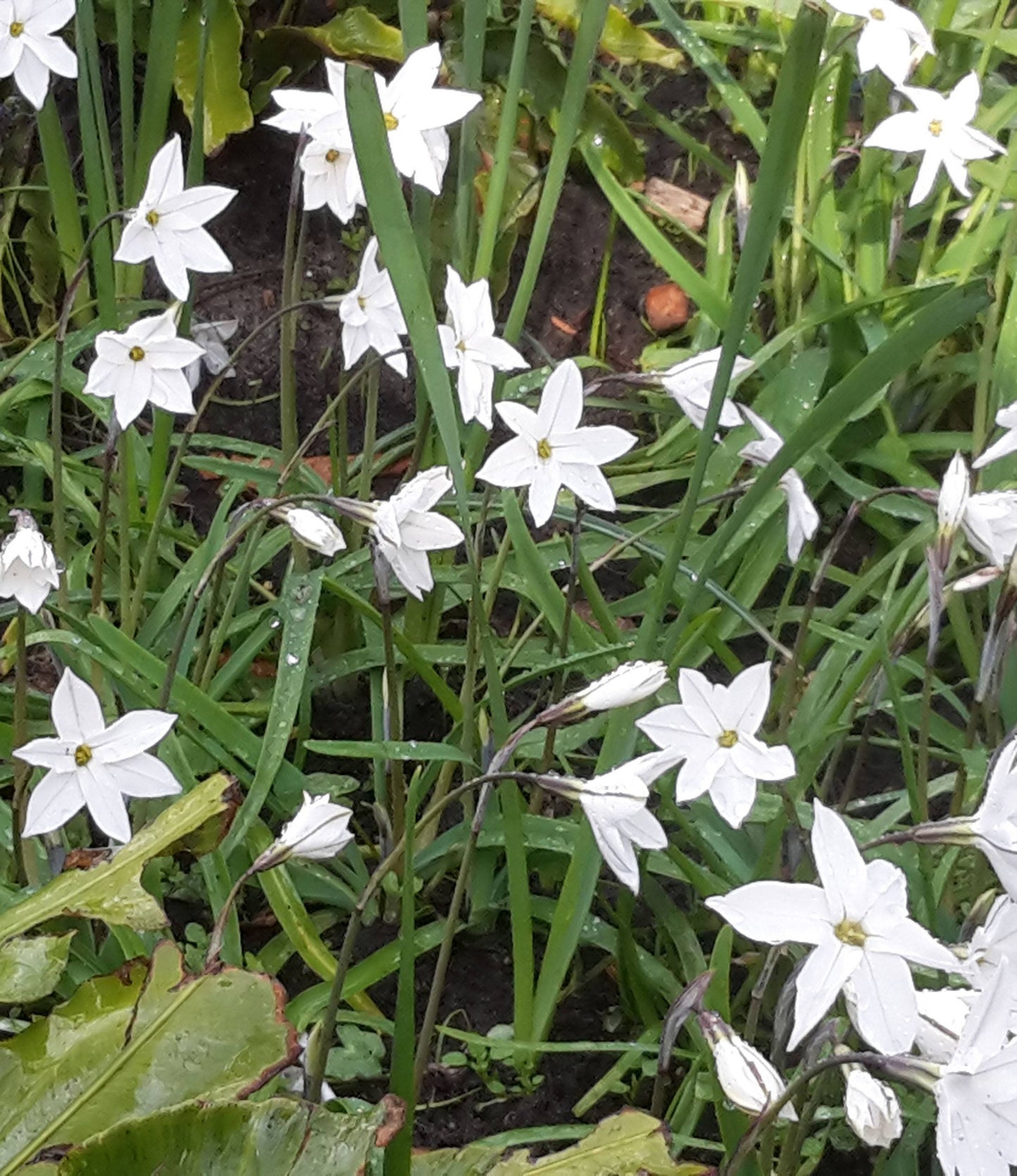 Triteleia laxa Queen Fabiola