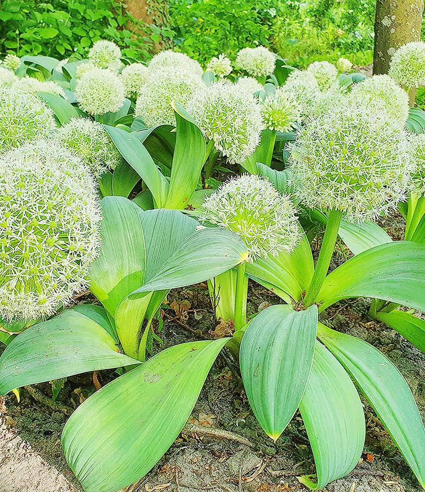 Karataviense 'Ivory Queen'