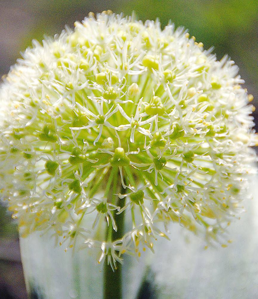 Karataviense 'Ivory Queen'