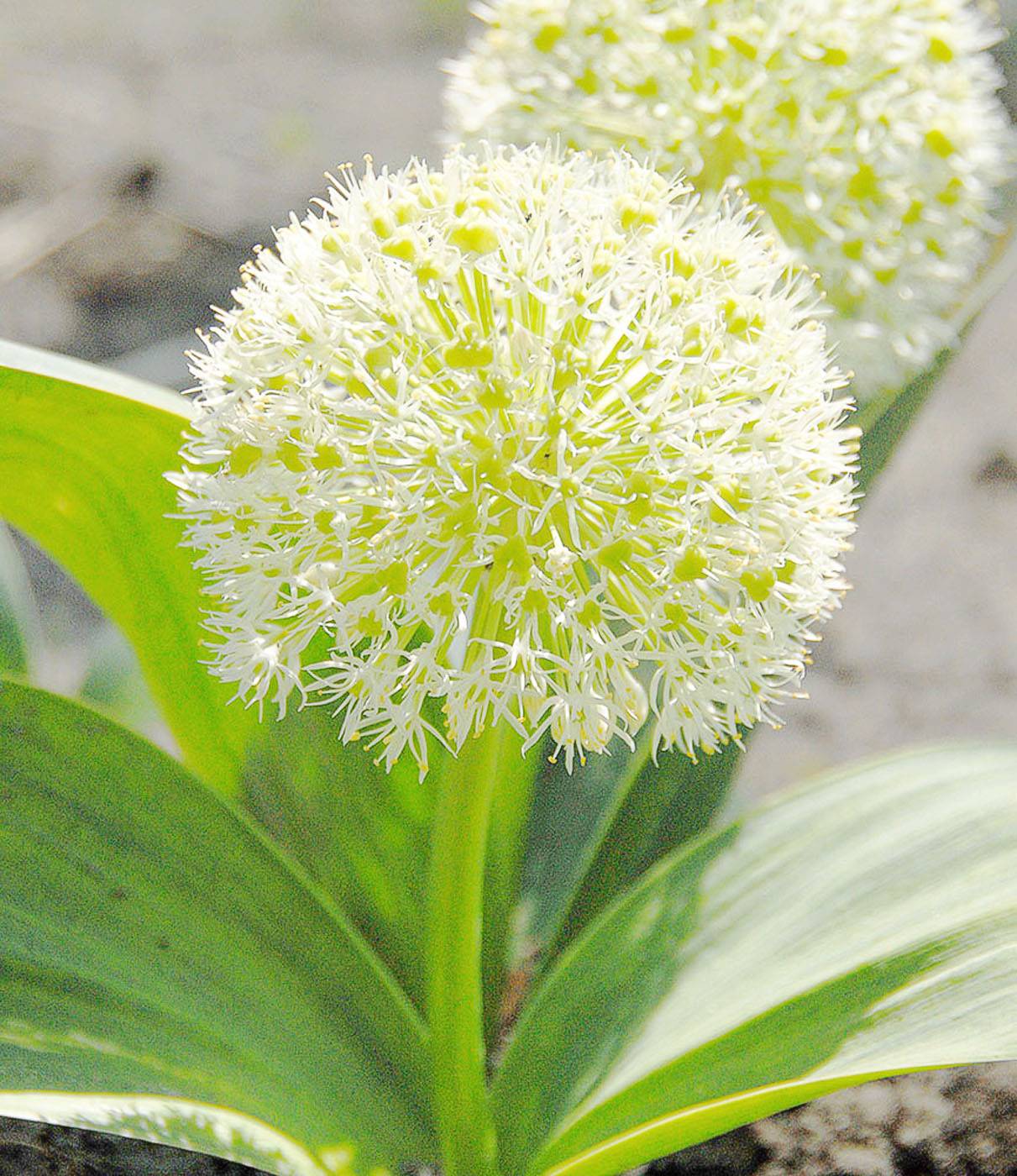 Karataviense 'Ivory Queen'