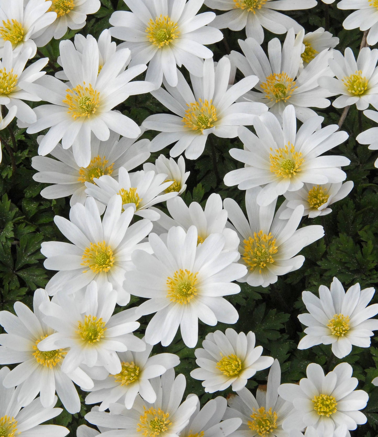 Anemone Blanda White Splendour