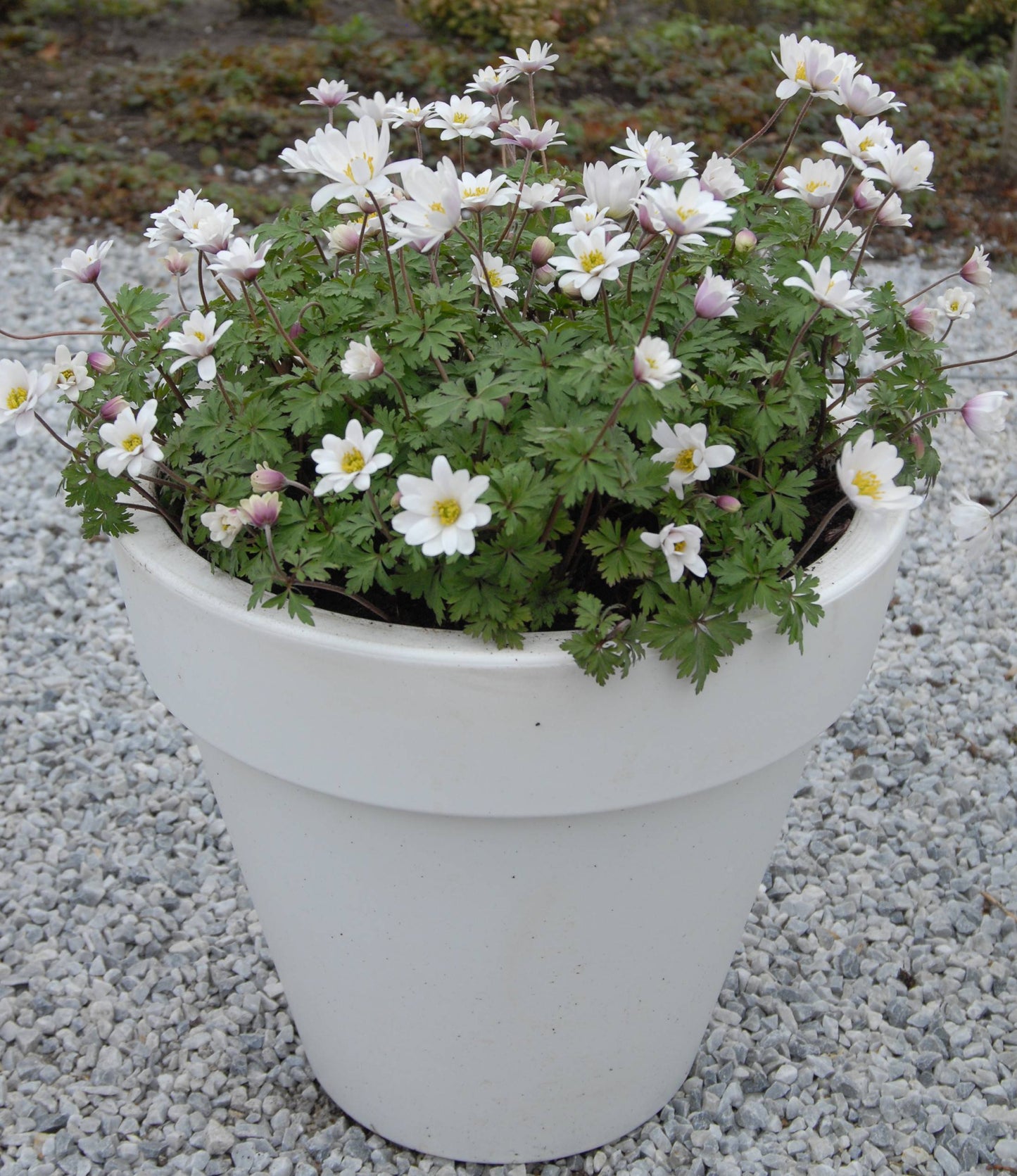 Anemone Blanda White Splendour