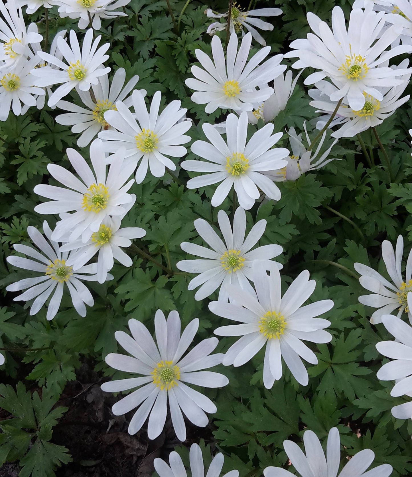 Anemone Blanda White Splendour