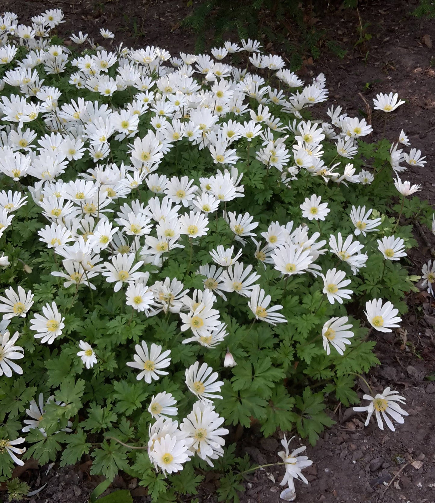 Anemone Blanda White Splendour