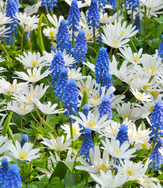 Anemone Blanda White Splendour