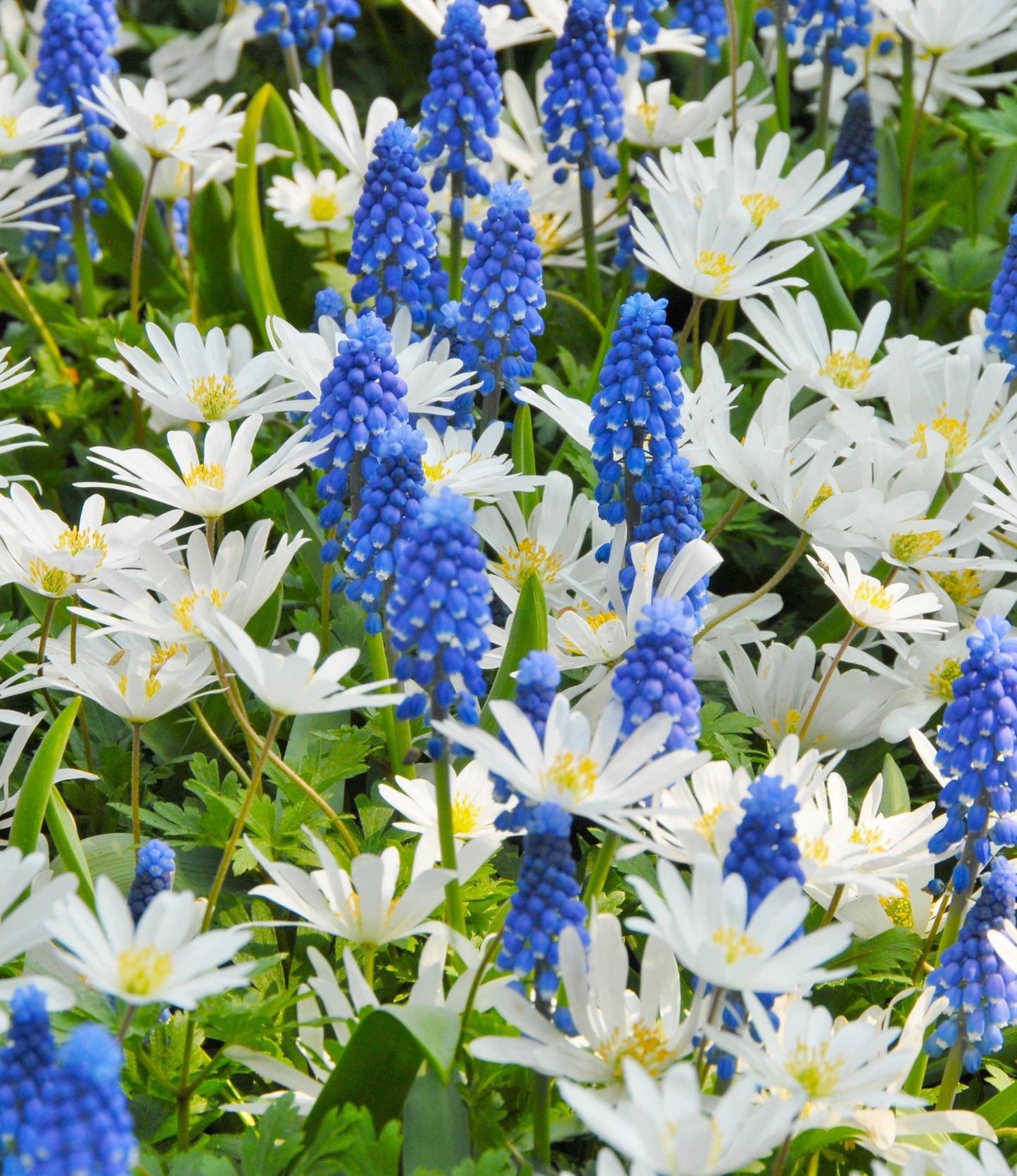 Anemone Blanda White Splendour