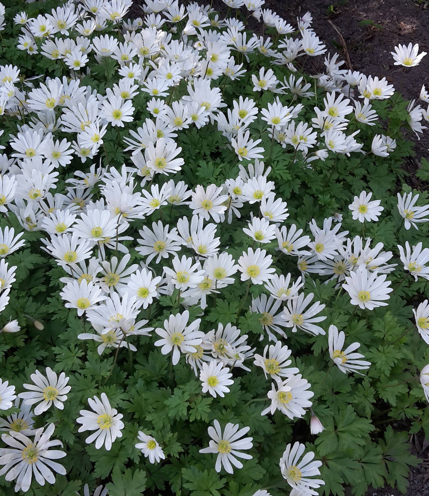 Anemone Blanda White Splendour