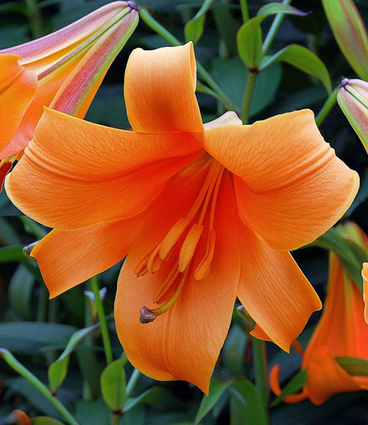 Lilium African Queen