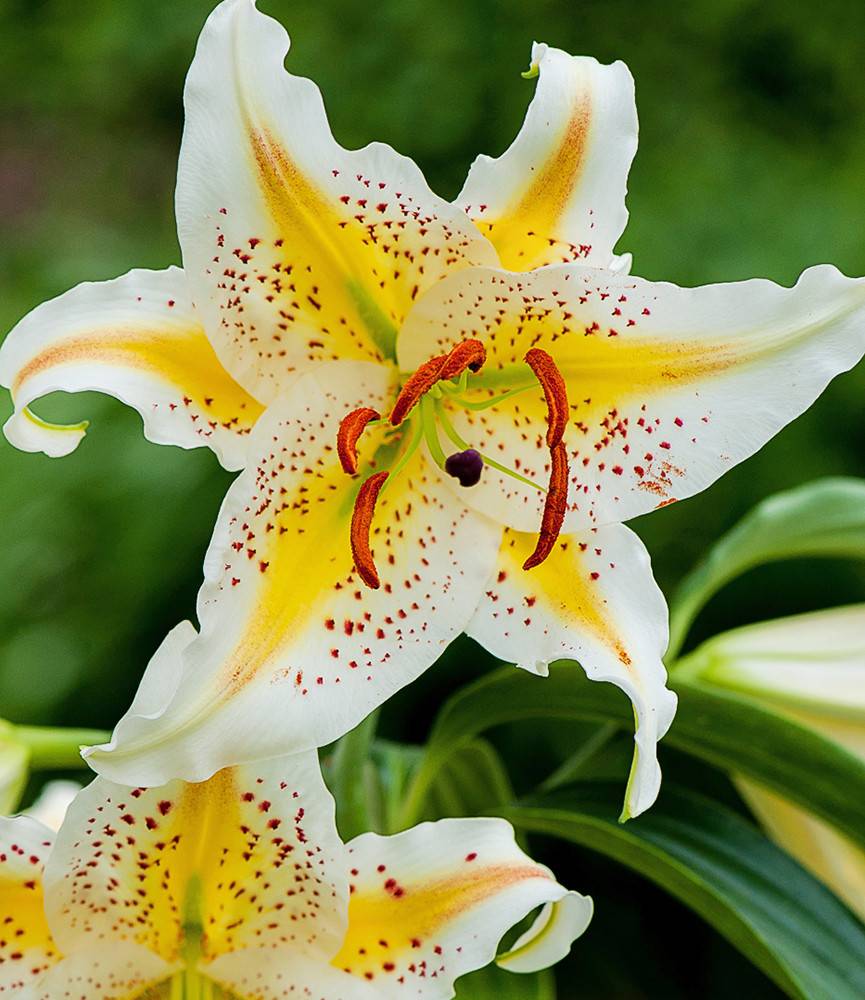 Lilium Auratum