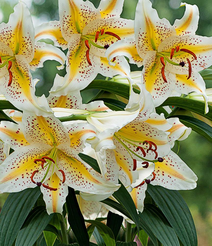 Lilium Auratum