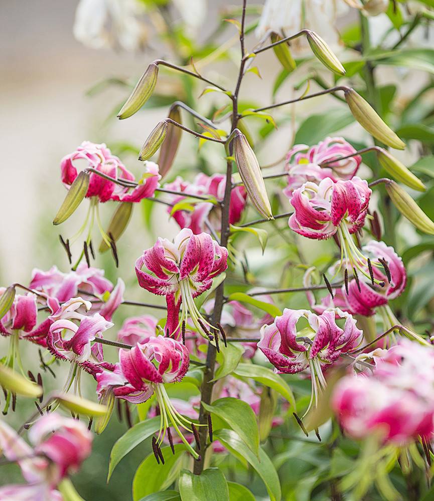 Lilium Black Beauty