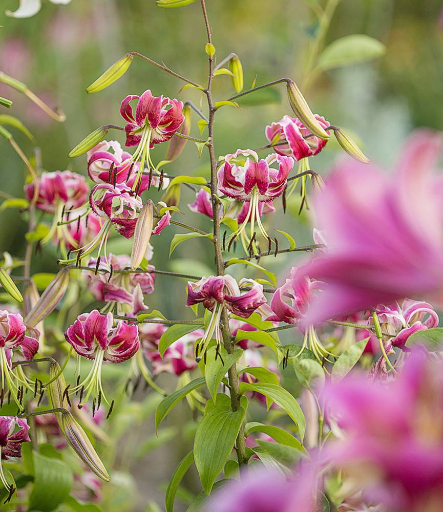 Lilium Black Beauty