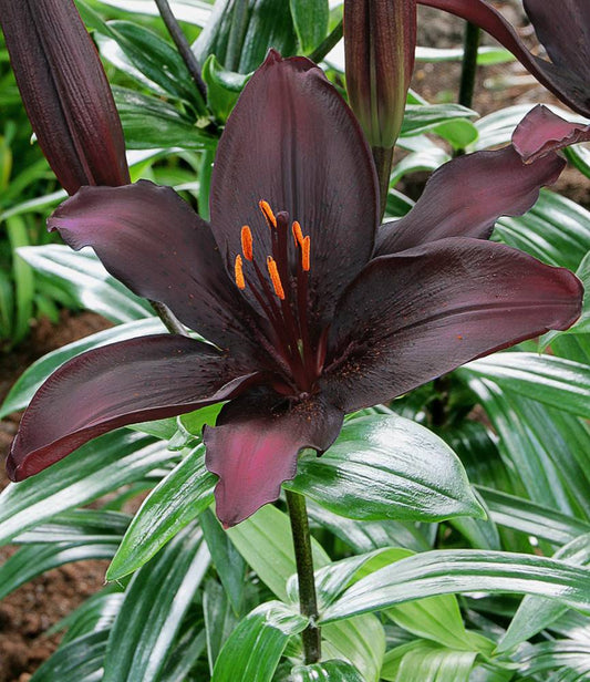 Lilium Black List